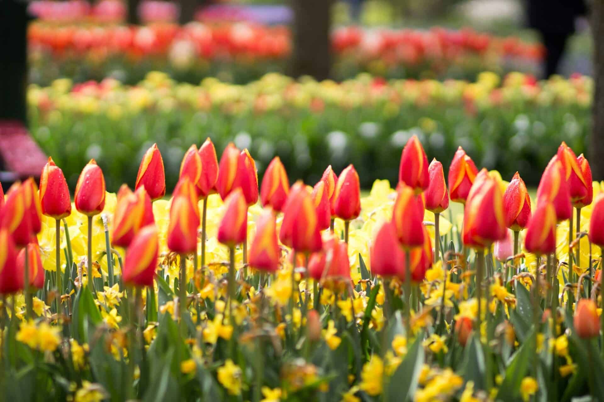 tulpen tour amsterdam ()
